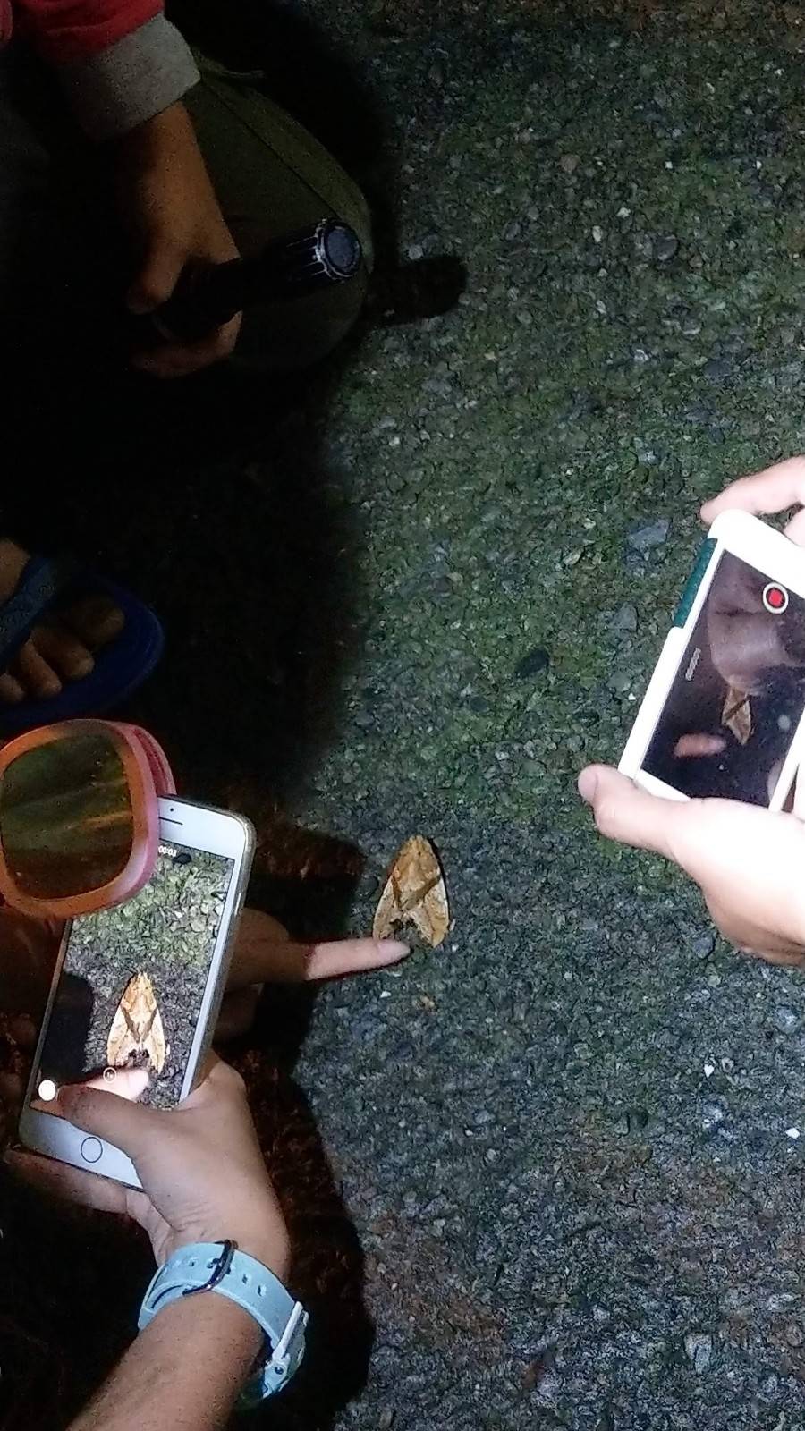 林文隆老師帶領夜觀 (4)