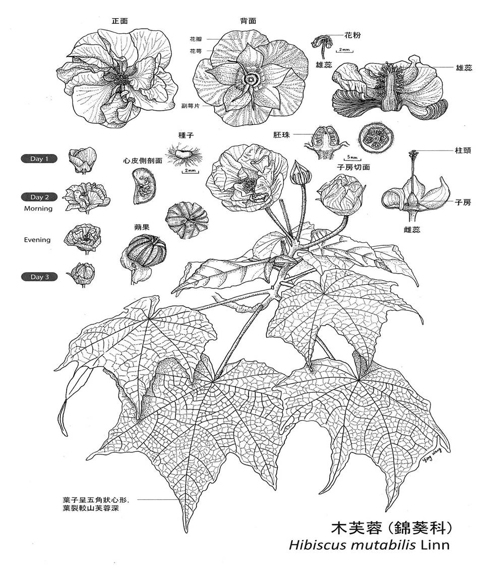 王瑛-木芙蓉