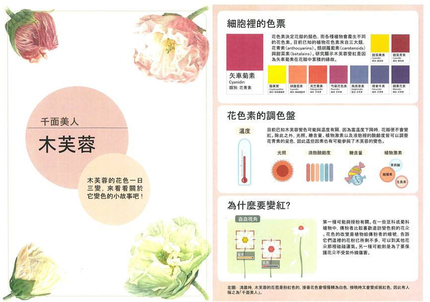 王瑛-木芙蓉色彩