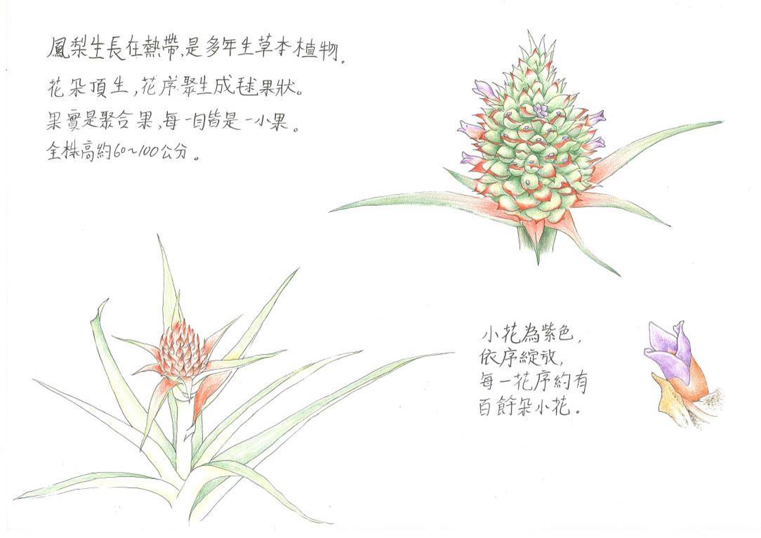 王浩瑄-旺來花