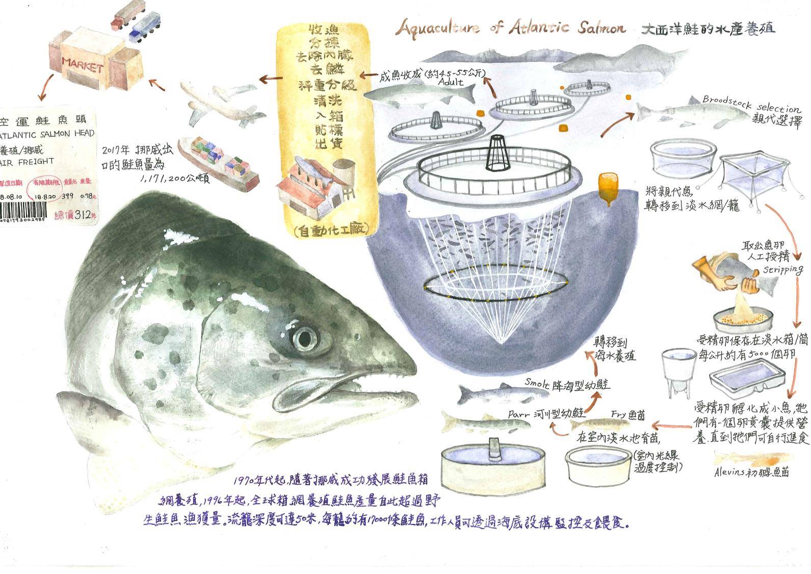 李美芬-鮭魚食物