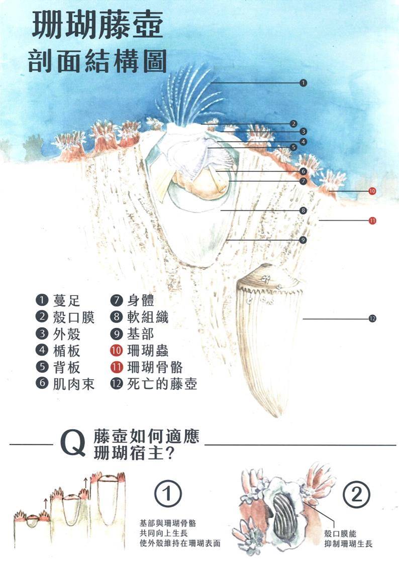 徐維駿-身在瑚中不知壺-珊瑚藤壺2