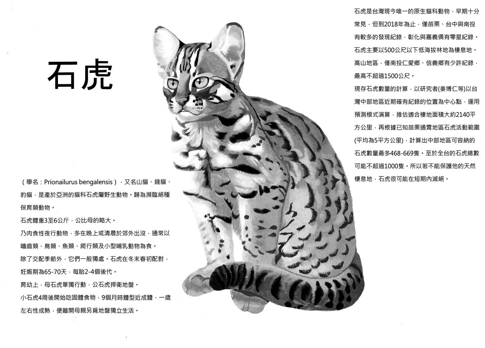 曹慈庭-石虎