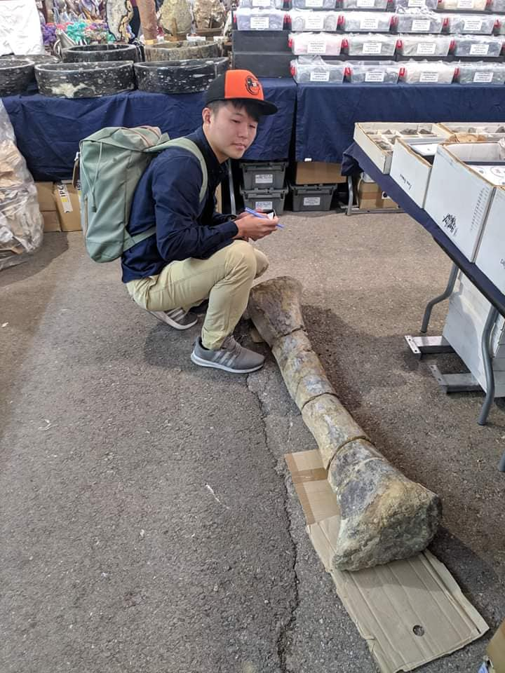 土桑買化石