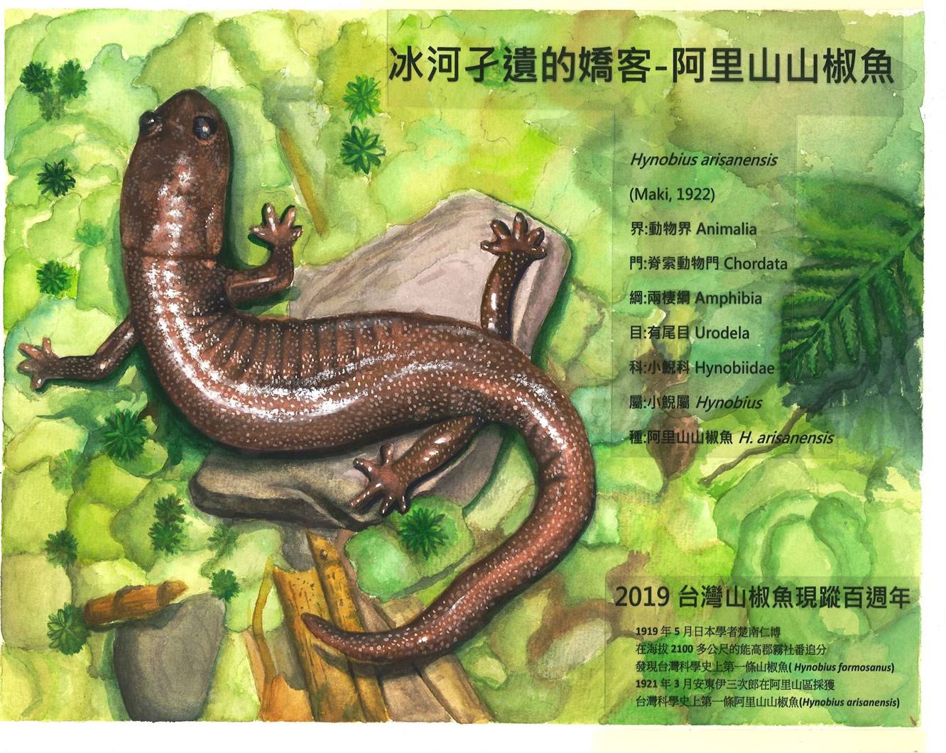 張元融-阿里山山椒魚