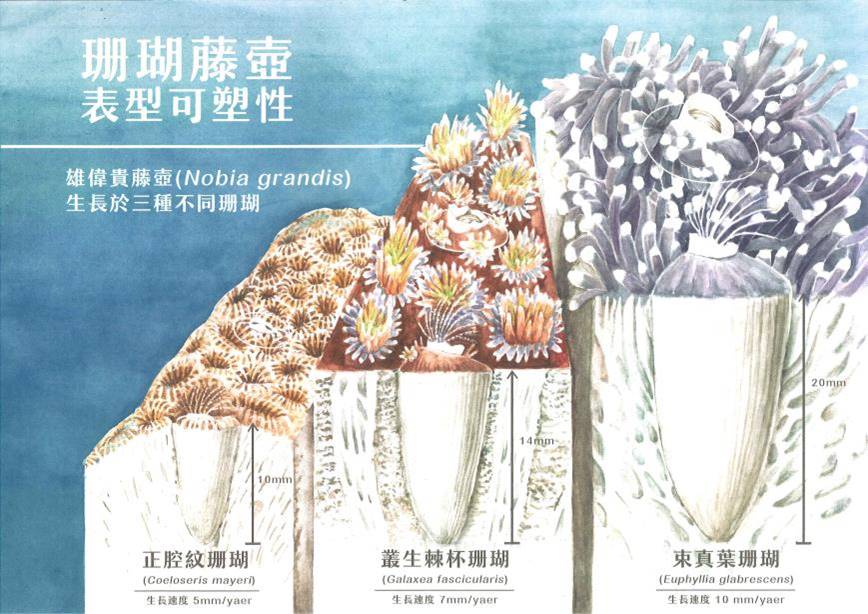 徐維駿-身在瑚中不知壺-珊瑚藤壺1