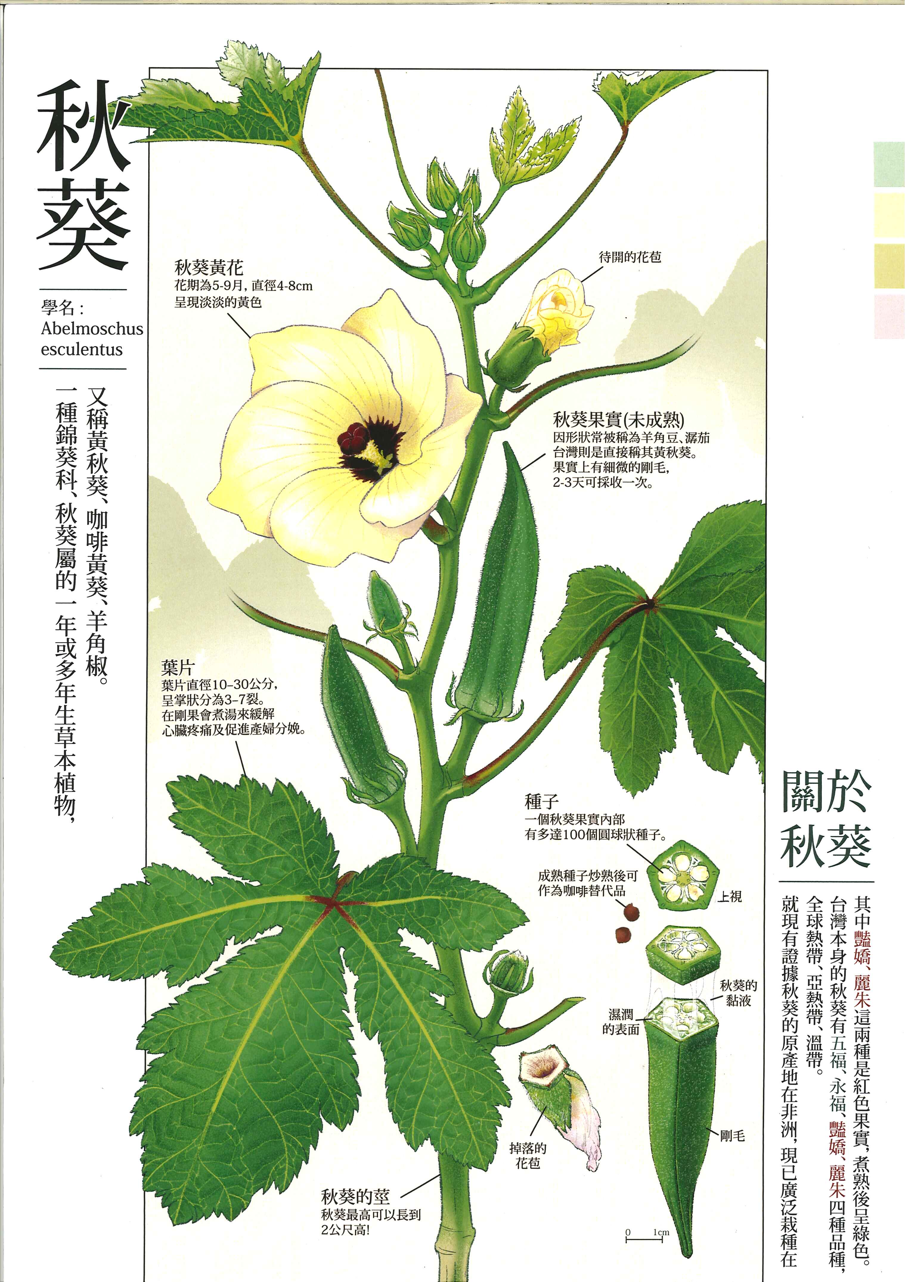 112-012-第一名-秋葵