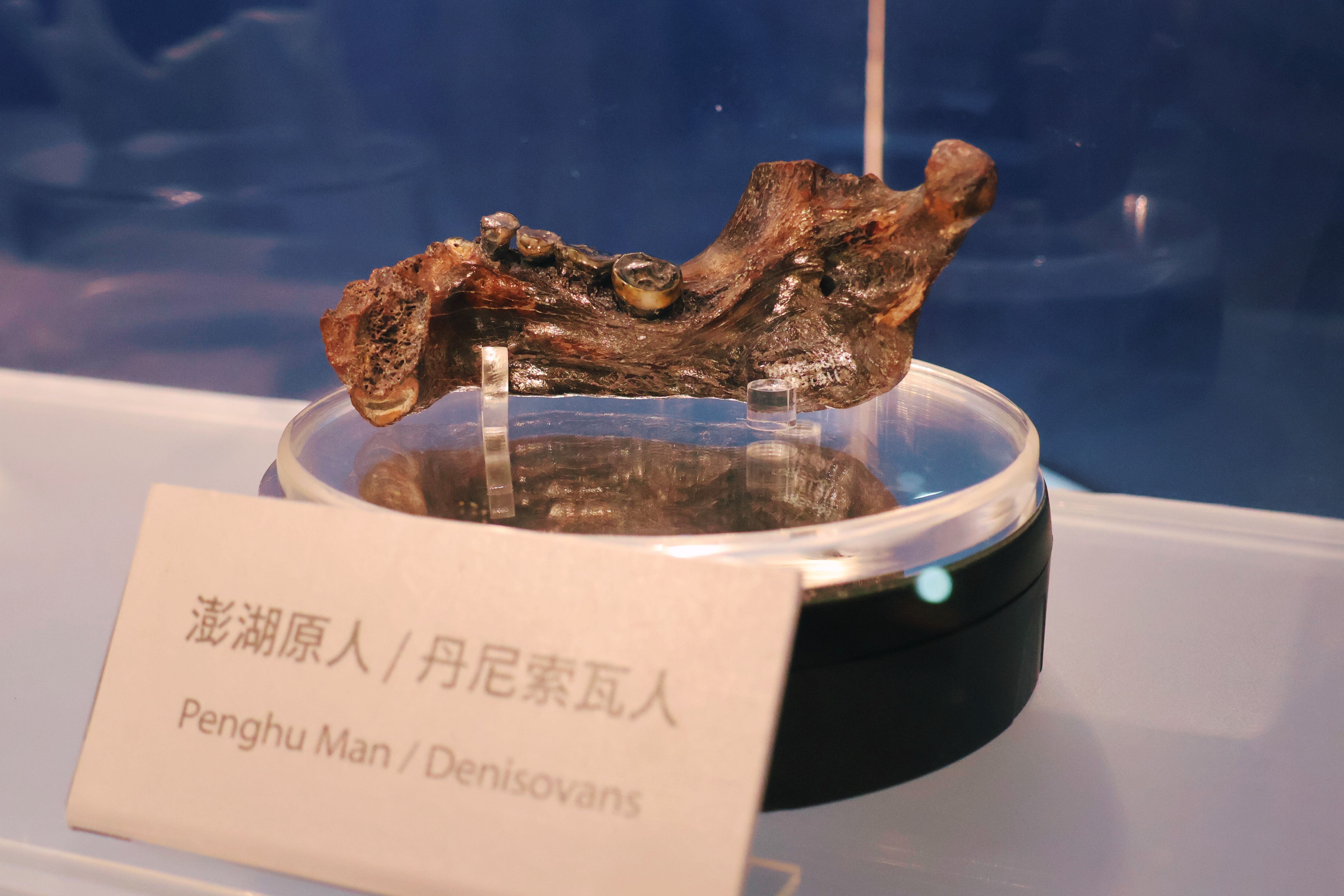 《丹尼索瓦人到臺灣》特展公開展示科博館珍貴館藏「澎湖原人」真品化石,此標本日前經研究證實,屬於丹尼索瓦人的下顎骨,受到國際學界關注。圖片提供/國立自然科學博物館